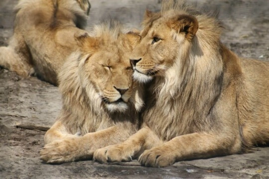 Zooparc Overloon